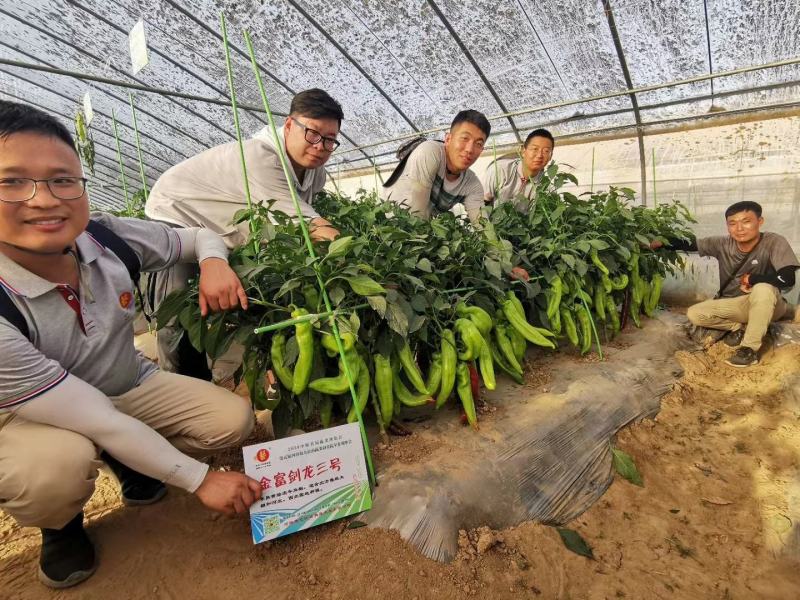 黄绿皮辣椒种子金富剑龙三号耐热耐低温抗病大果顺直高产