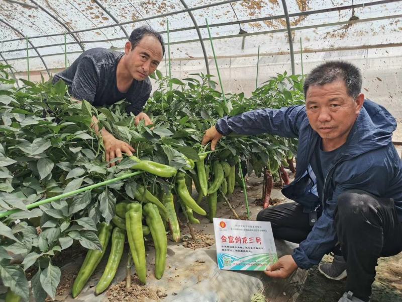 黄绿皮辣椒种子金富剑龙三号耐热耐低温抗病大果顺直高产