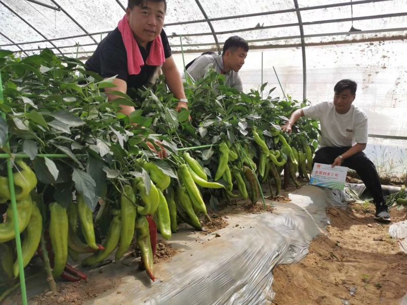 黄绿皮辣椒种子金富剑龙三号耐热耐低温抗病大果顺直高产