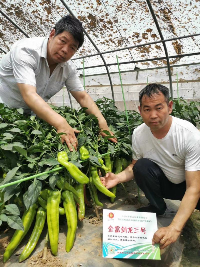 黄绿皮辣椒种子金富剑龙三号耐热耐低温抗病大果顺直高产
