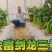 黄绿皮辣椒种子金富剑龙三号耐热耐低温抗病大果顺直高产