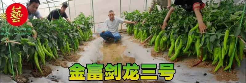 黄绿皮辣椒种子金富剑龙三号耐热耐低温抗病大果顺直高产