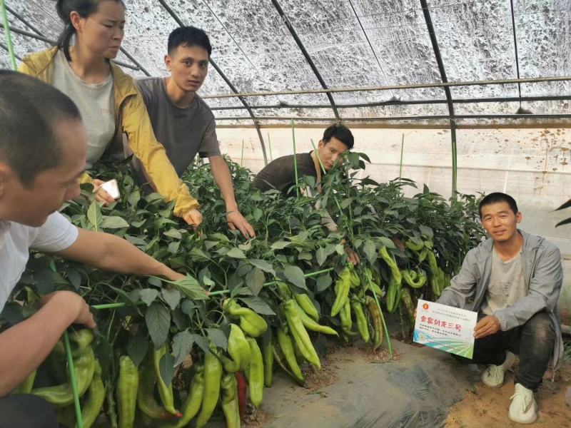 黄绿皮辣椒种子金富剑龙三号耐热耐低温抗病大果顺直高产