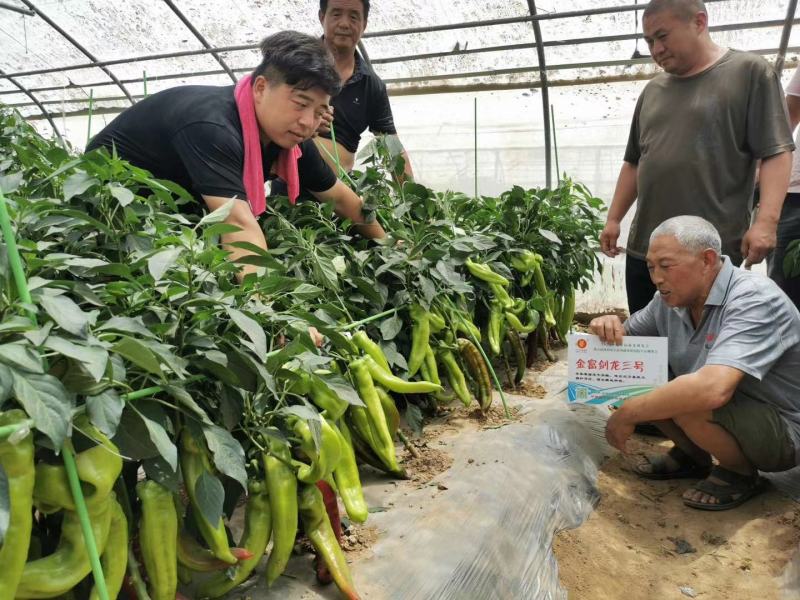 黄绿皮辣椒种子金富剑龙三号耐热耐低温抗病大果顺直高产