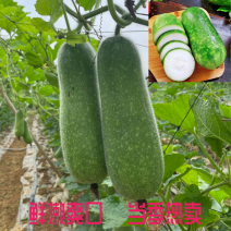 毛节瓜吊瓜迷你小冬瓜应季果蔬新鲜整箱包邮