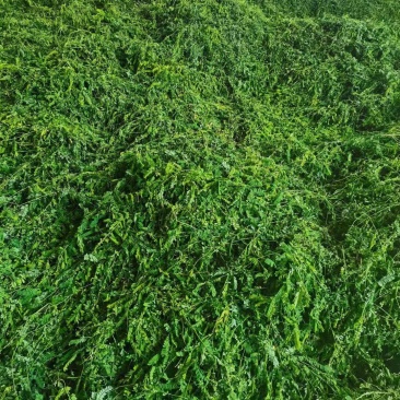 护肝茶