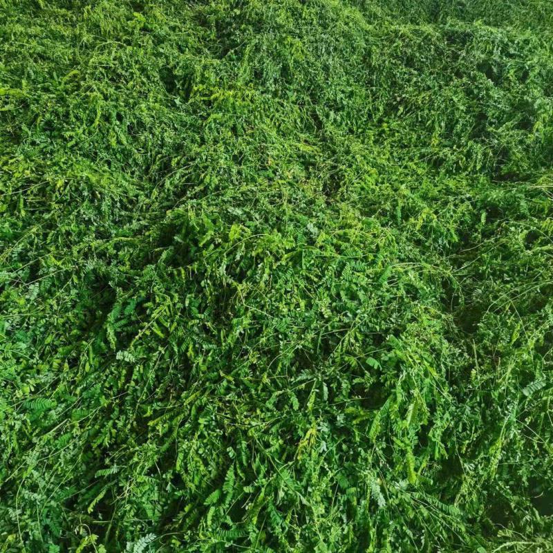 护肝茶