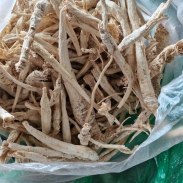 南沙参，泡参，