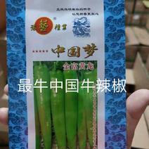 黄皮辣椒种子金富黄龙早熟抗病耐热耐湿顺直产量高大果