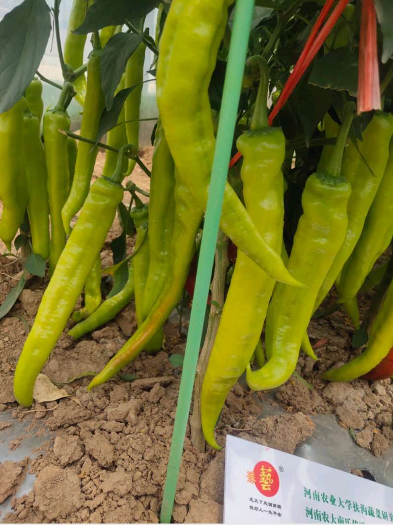 黄皮辣椒种子金富黄龙早熟抗病耐热耐湿顺直产量高大果