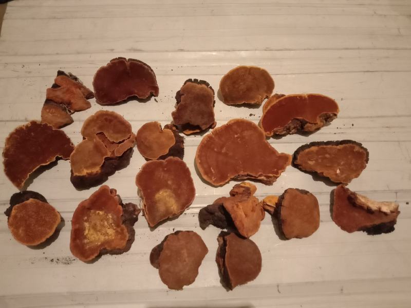 野生桑树桑黄，自然生长在原始森林的真菌，桑黄