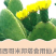 仙人掌