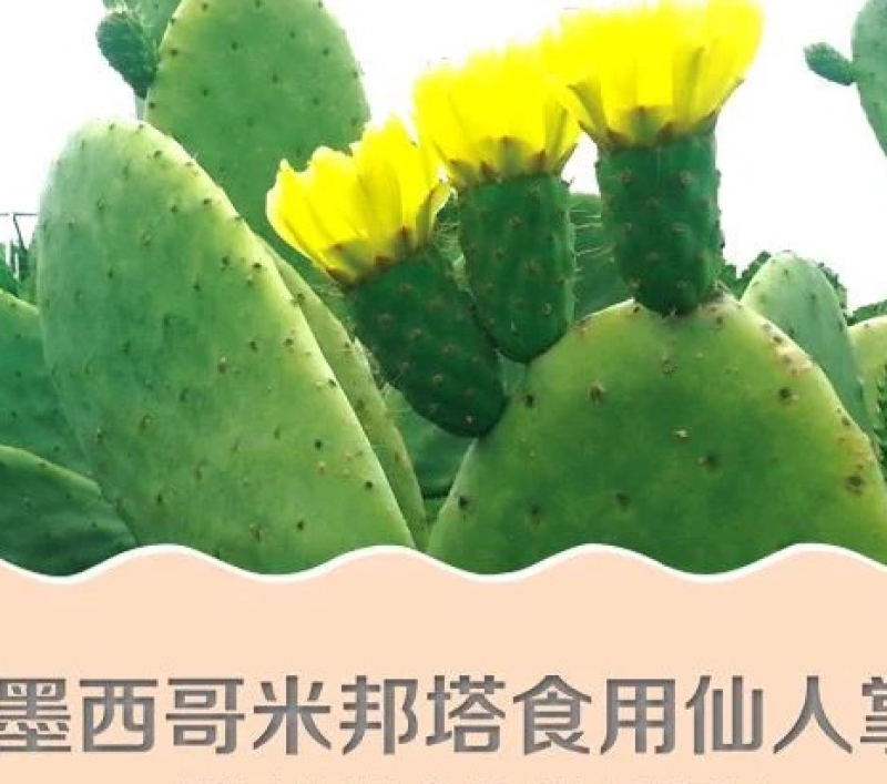 仙人掌