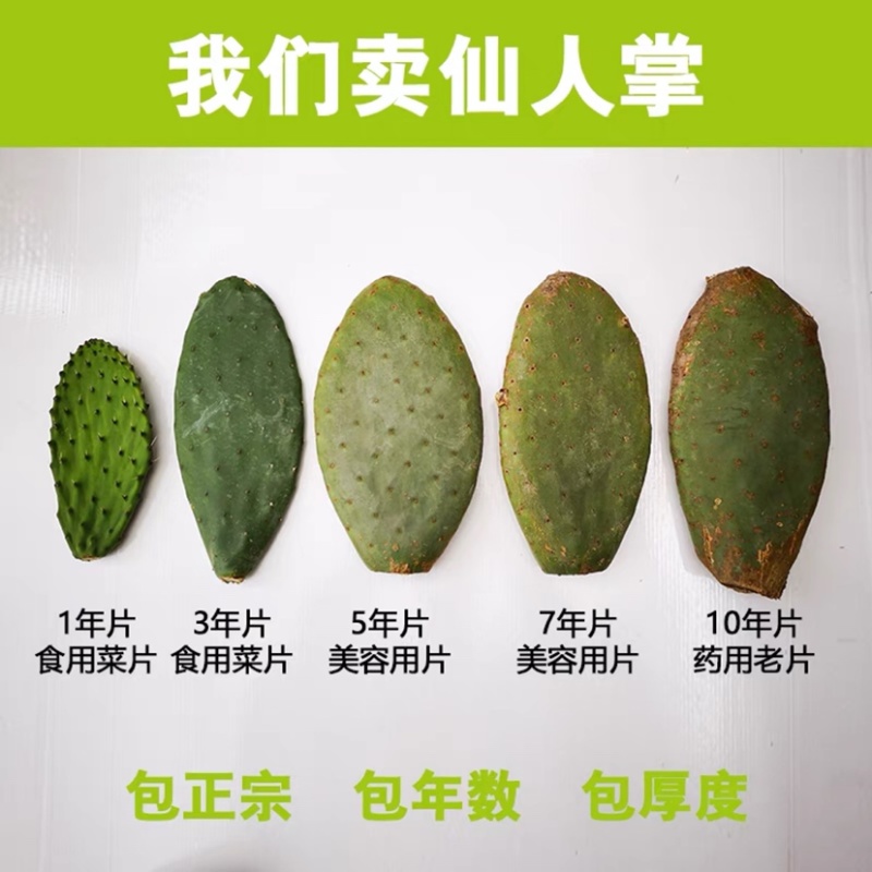 仙人掌