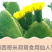 仙人掌