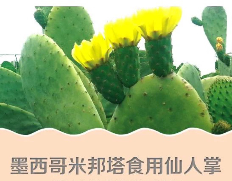 仙人掌