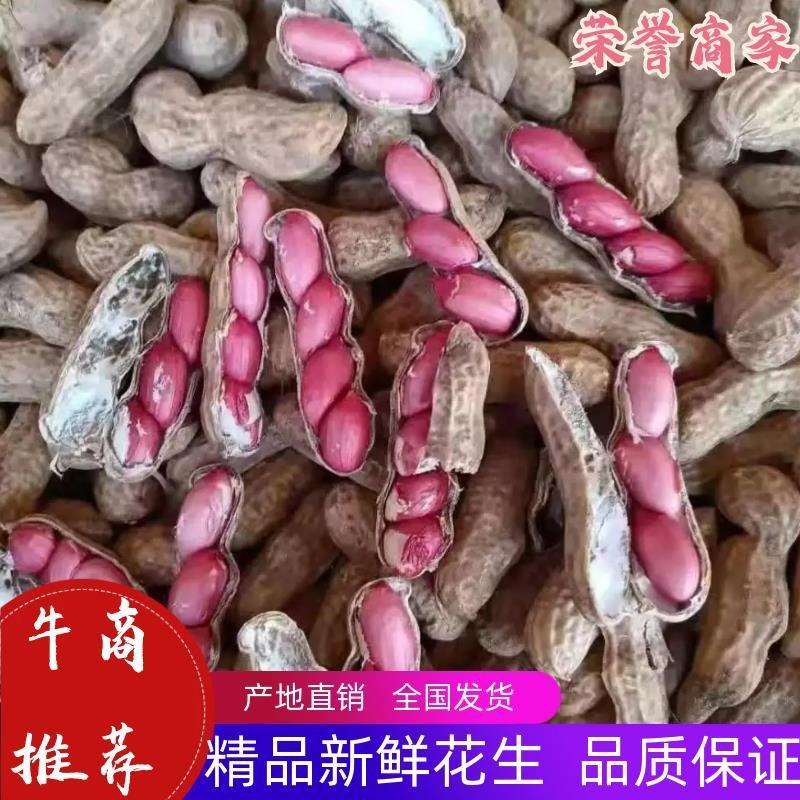 河南精品四粒红鲜花生，直供全国，商超，市场，加工厂，量大