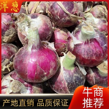 精品紫皮洋葱大量上市，货源充足支持电商超市市场，欢迎订购