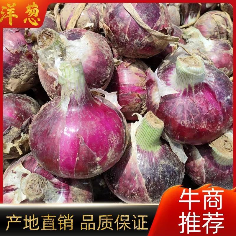 精品紫皮洋葱大量上市，货源充足支持电商超市市场，欢迎订购