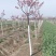 樱花1到15公分早樱晚樱品种染井阳光飞寒等