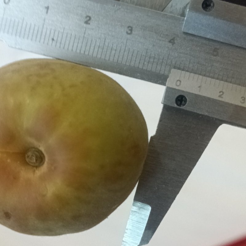 金太阳上市需要加工罐头的联系