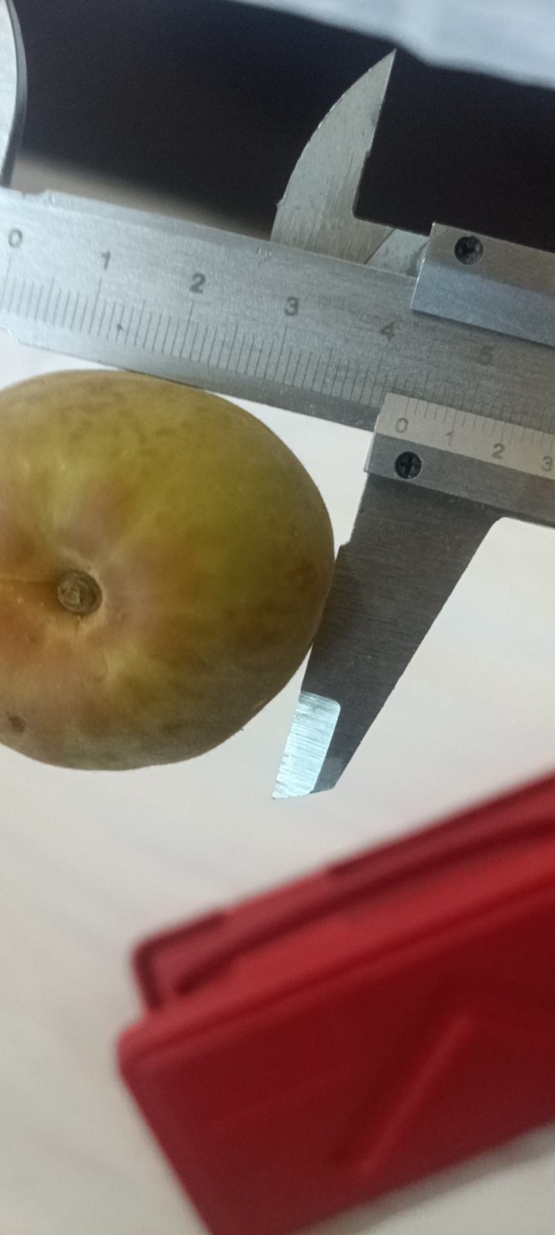 金太阳上市需要加工罐头的联系
