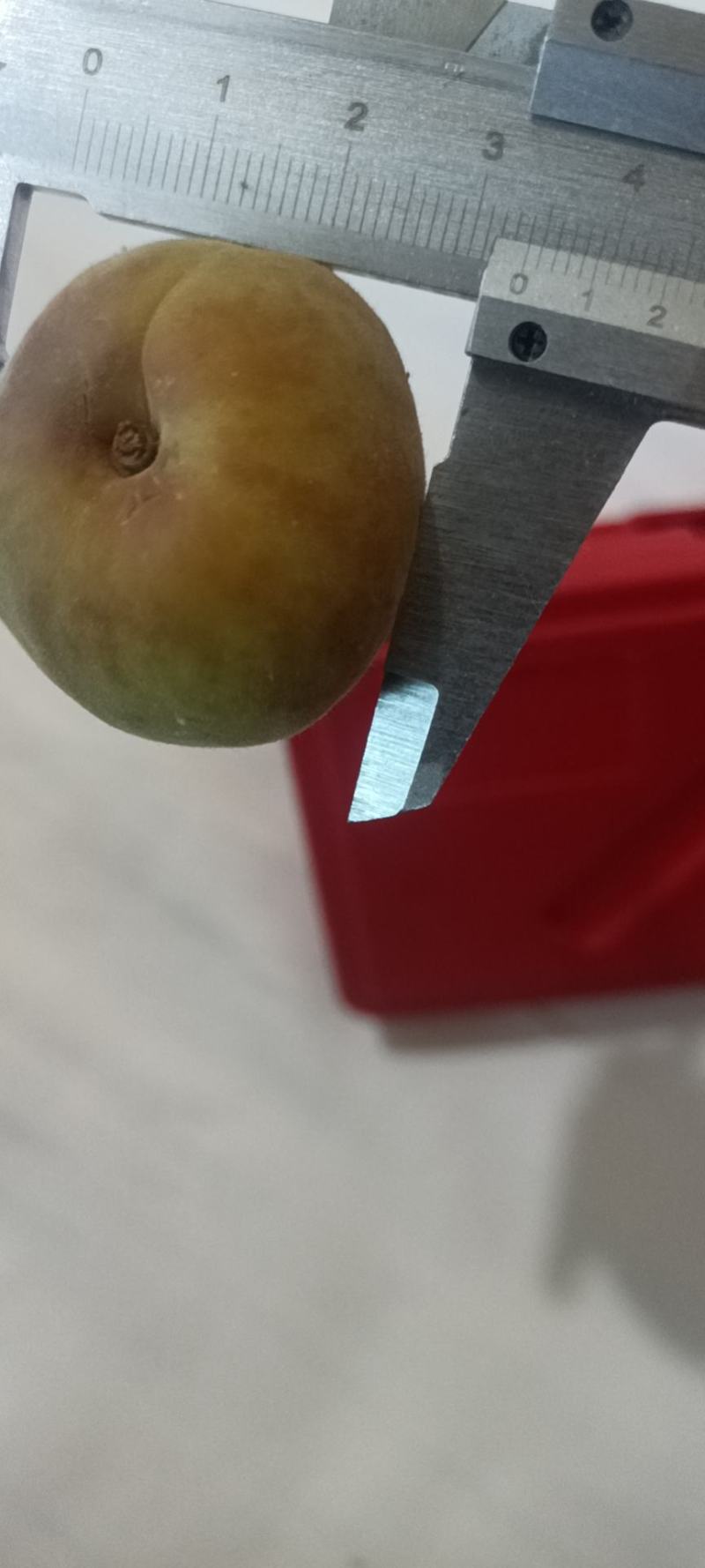 金太阳上市需要加工罐头的联系