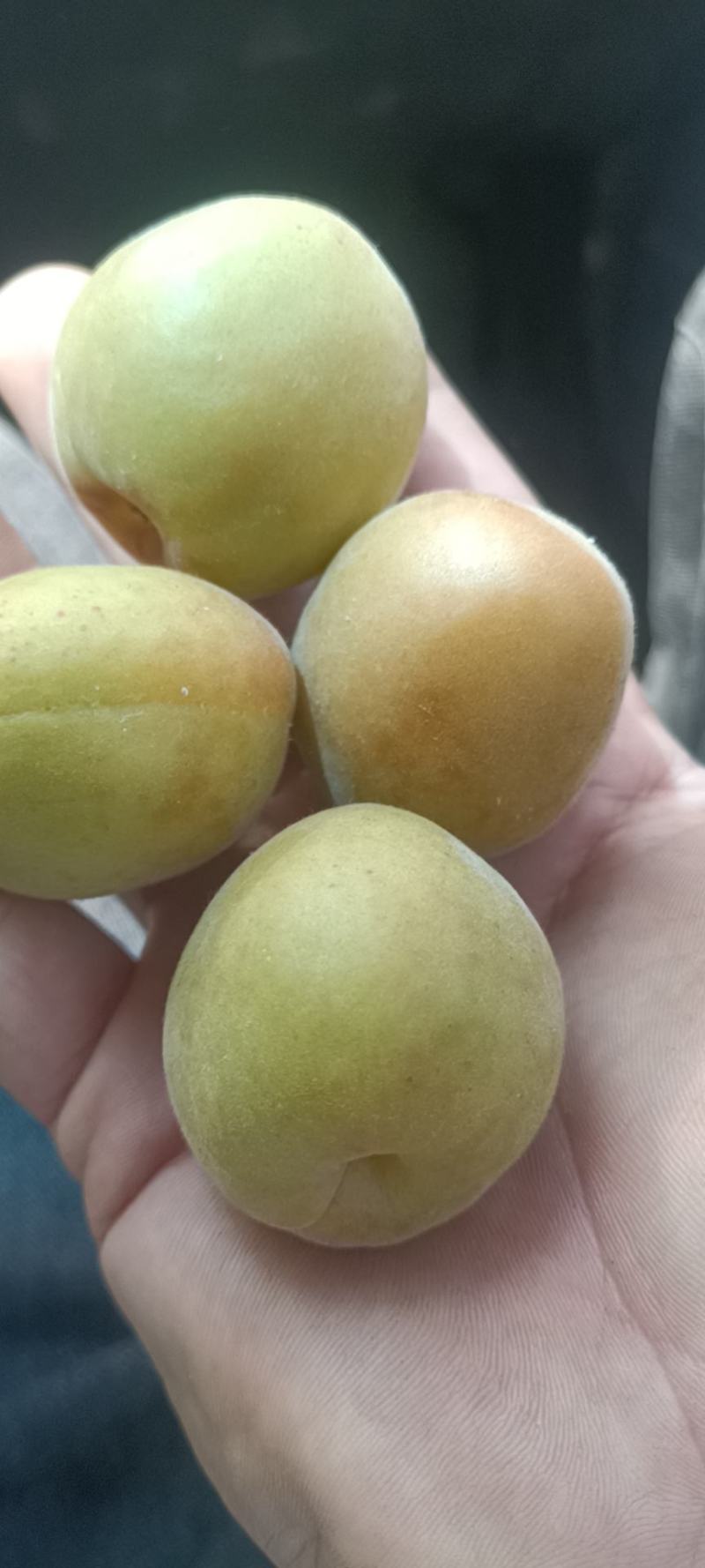 金太阳上市需要加工罐头的联系