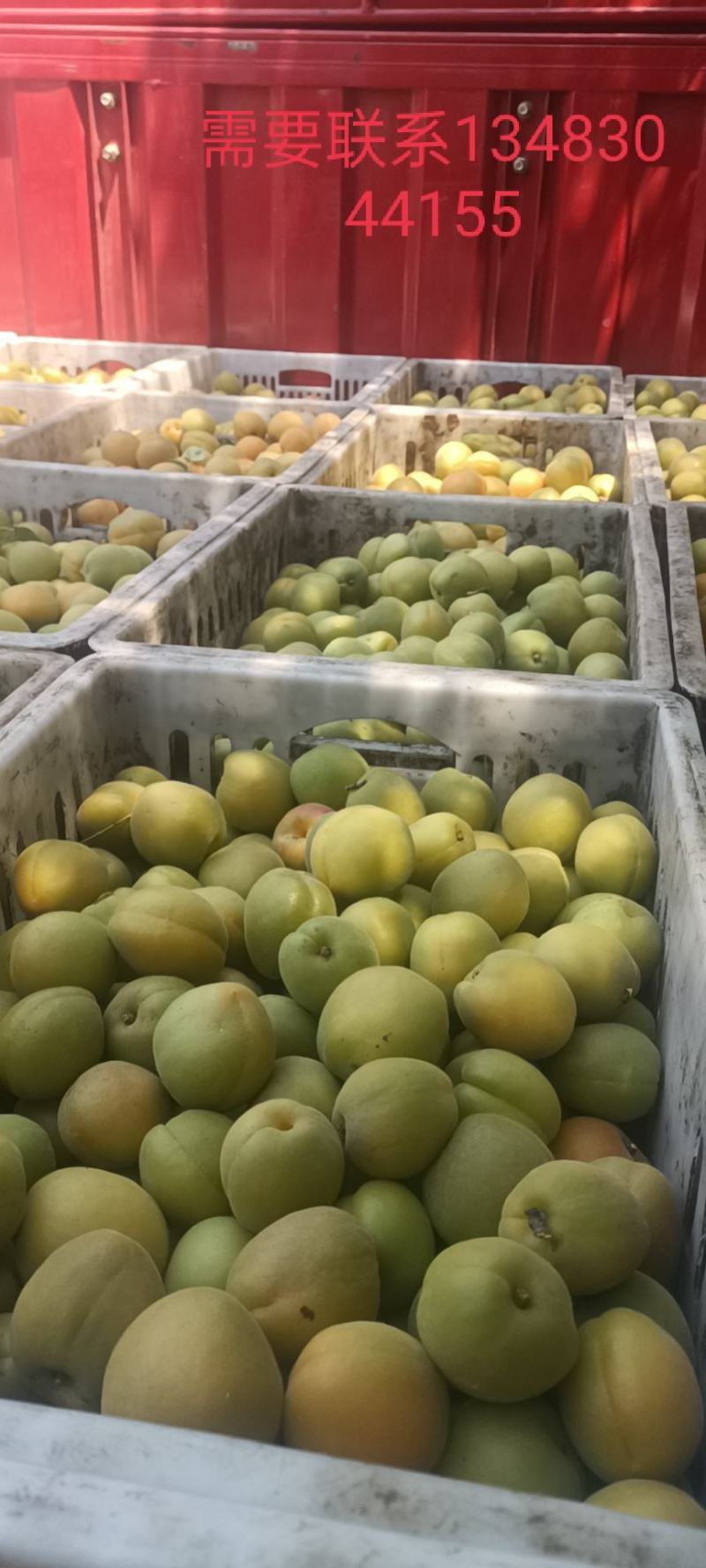 金太阳上市需要加工罐头的联系