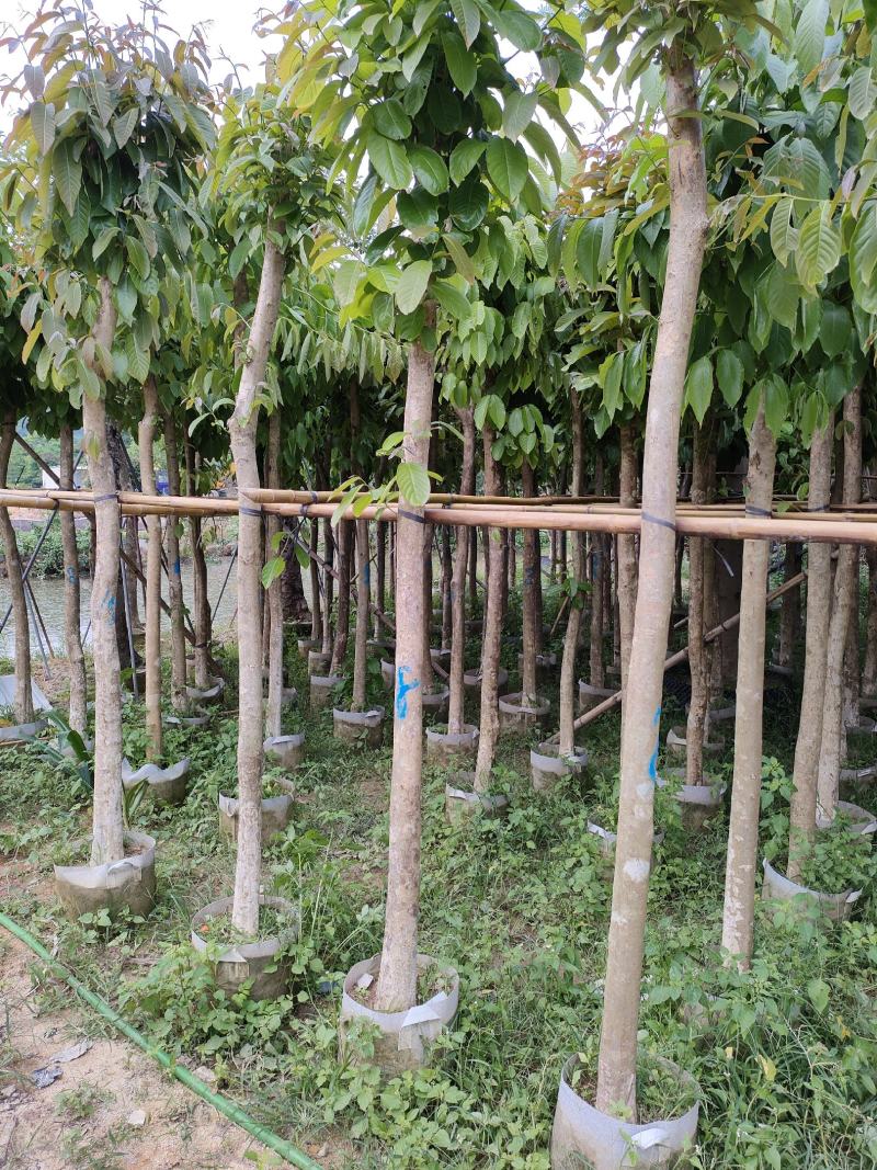 大叶紫薇。广东省揭阳市榕城区供应商！