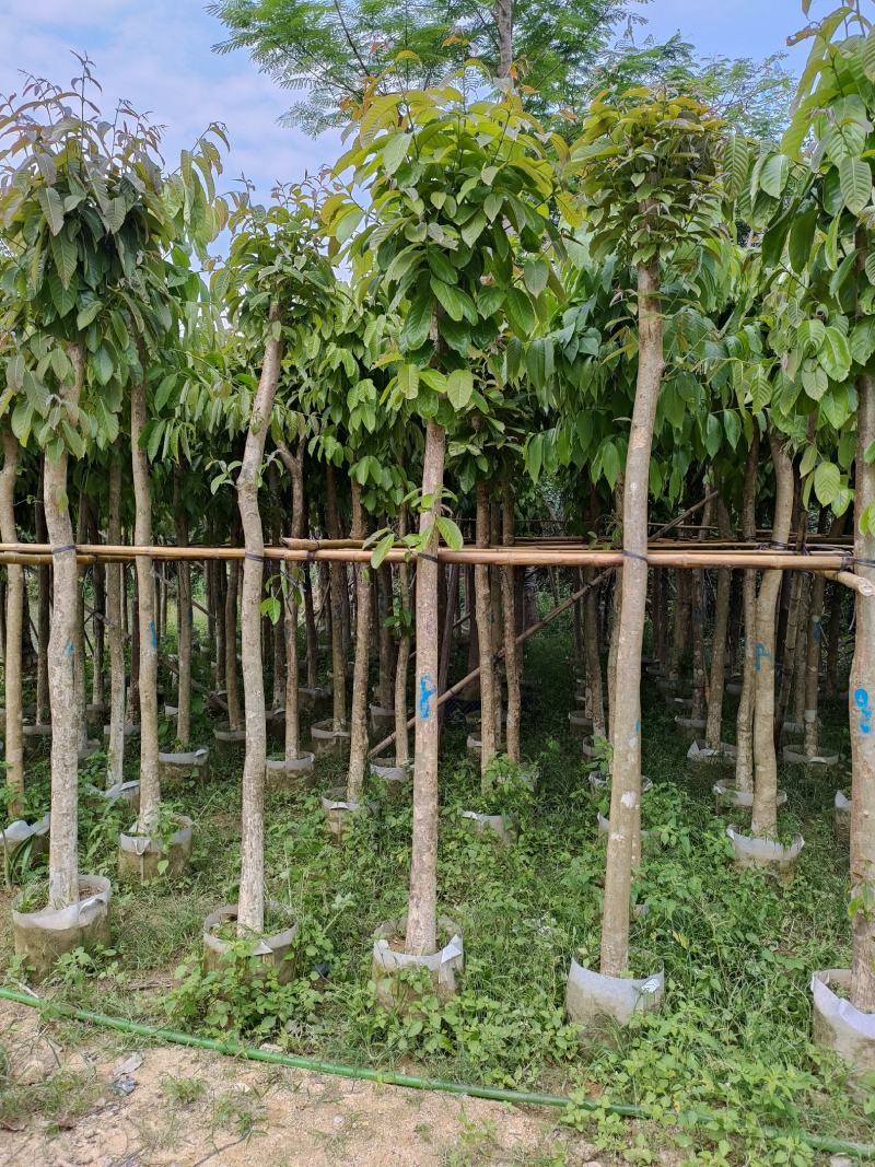 大叶紫薇。广东省揭阳市榕城区供应商！
