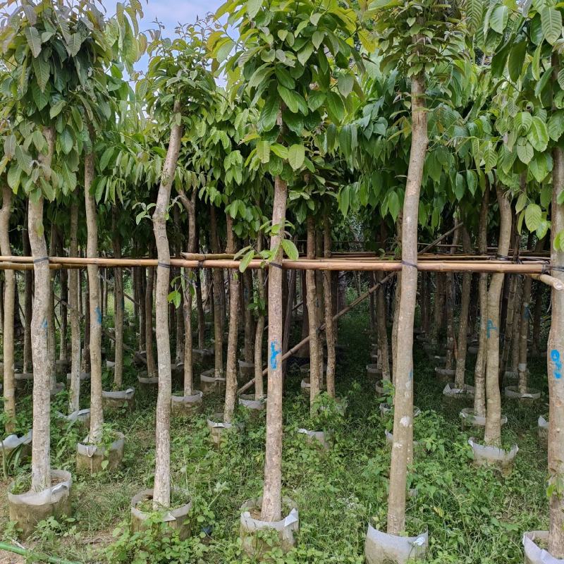 大叶紫薇。广东省揭阳市榕城区供应商！