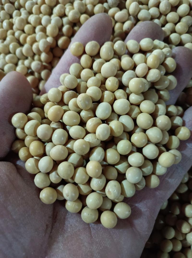 精品东北新黄豆质量非常好，大量供应，欢迎合作