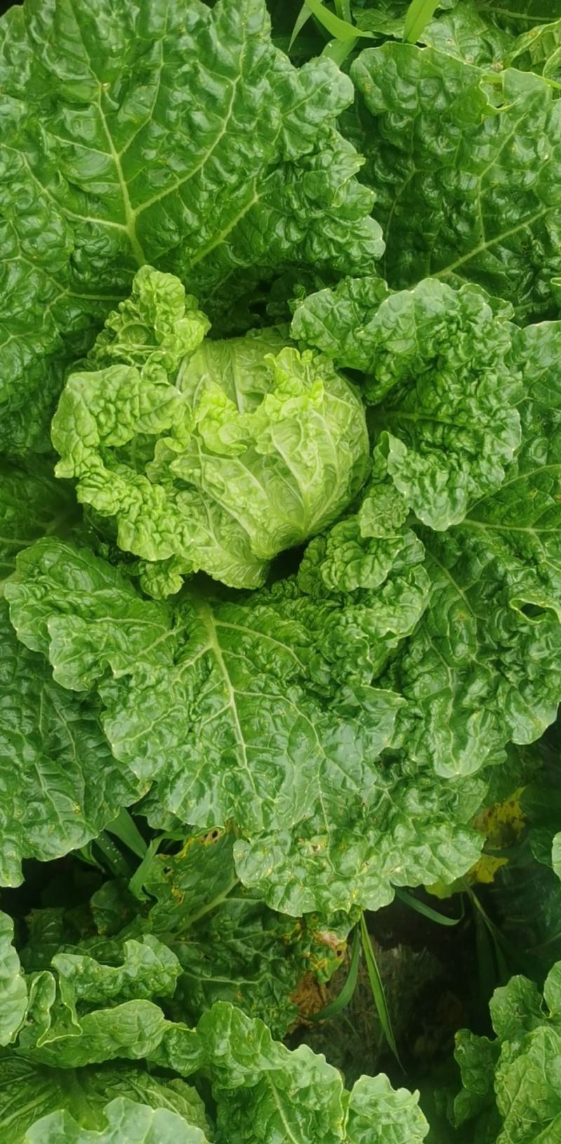 贵州安顺麻叶菜大量上市