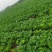 贵州安顺麻叶菜大量上市