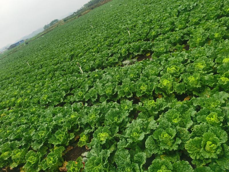 贵州安顺麻叶菜大量上市