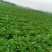 贵州安顺麻叶菜大量上市