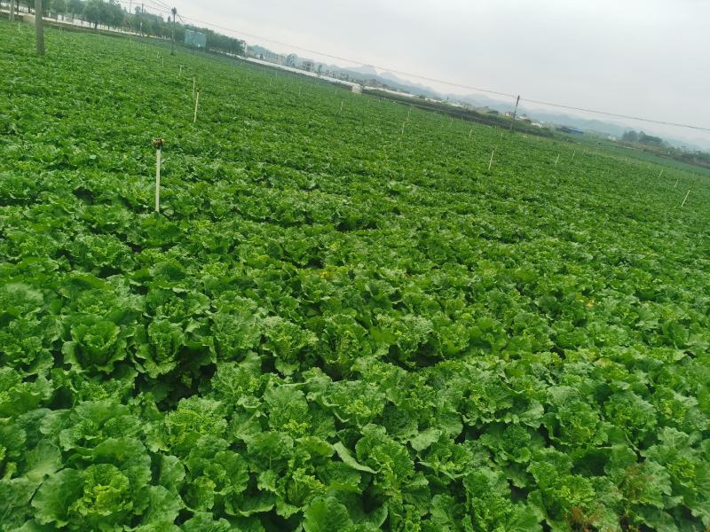 贵州安顺麻叶菜大量上市