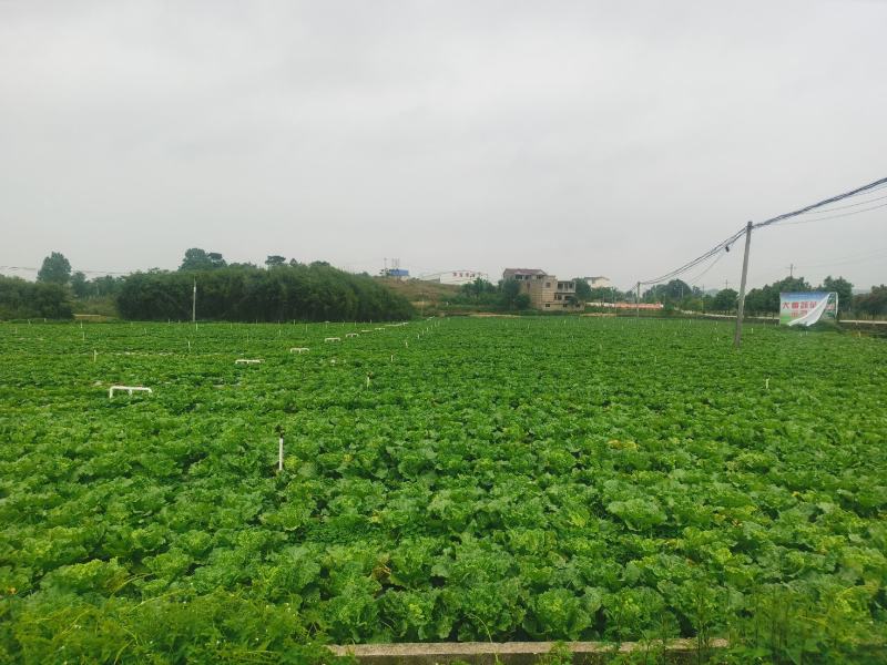 贵州安顺麻叶菜大量上市