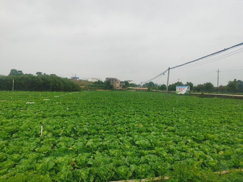 贵州安顺麻叶菜大量上市