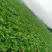 贵州安顺麻叶菜大量上市
