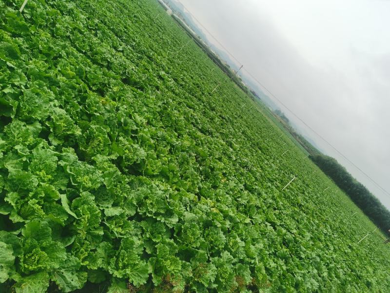 贵州安顺麻叶菜大量上市