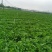 贵州安顺麻叶菜大量上市