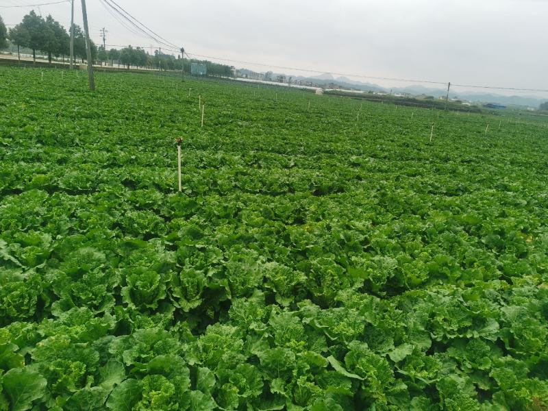 贵州安顺麻叶菜大量上市