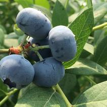产地优质蓝莓，一件，现摘现发，商超对接。