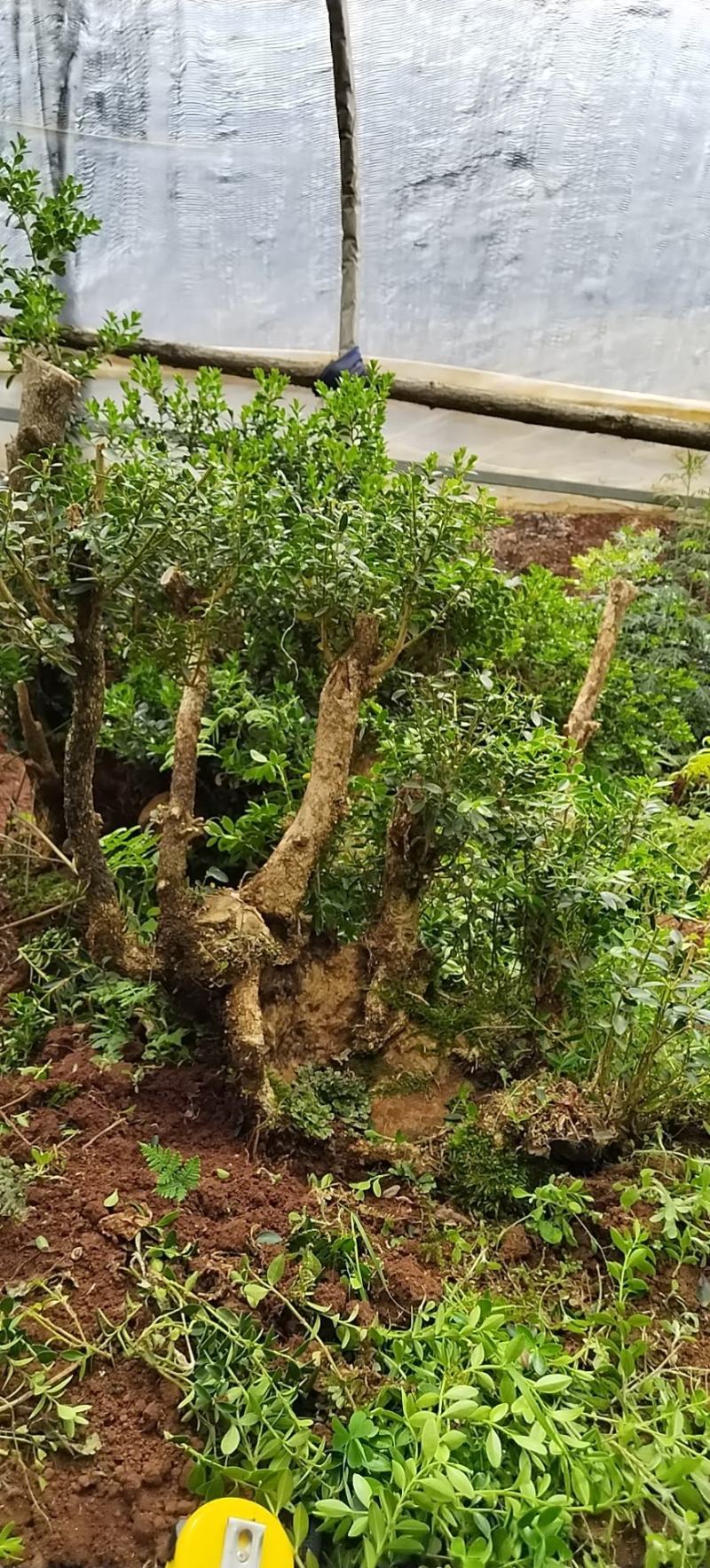 贵州小