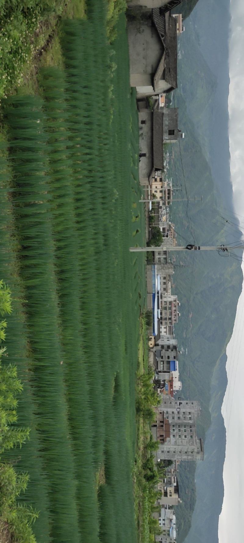大葱批发，葱苗出售，大葱种植，量大农户直销