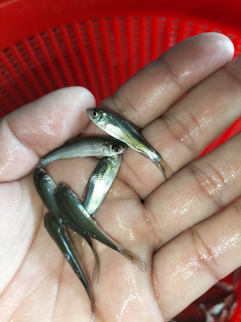 优质淡水鲮鱼苗草鱼苗红鲤鱼苗土鲮鱼苗麦鲮泰鲮鱼苗活体鱼塘