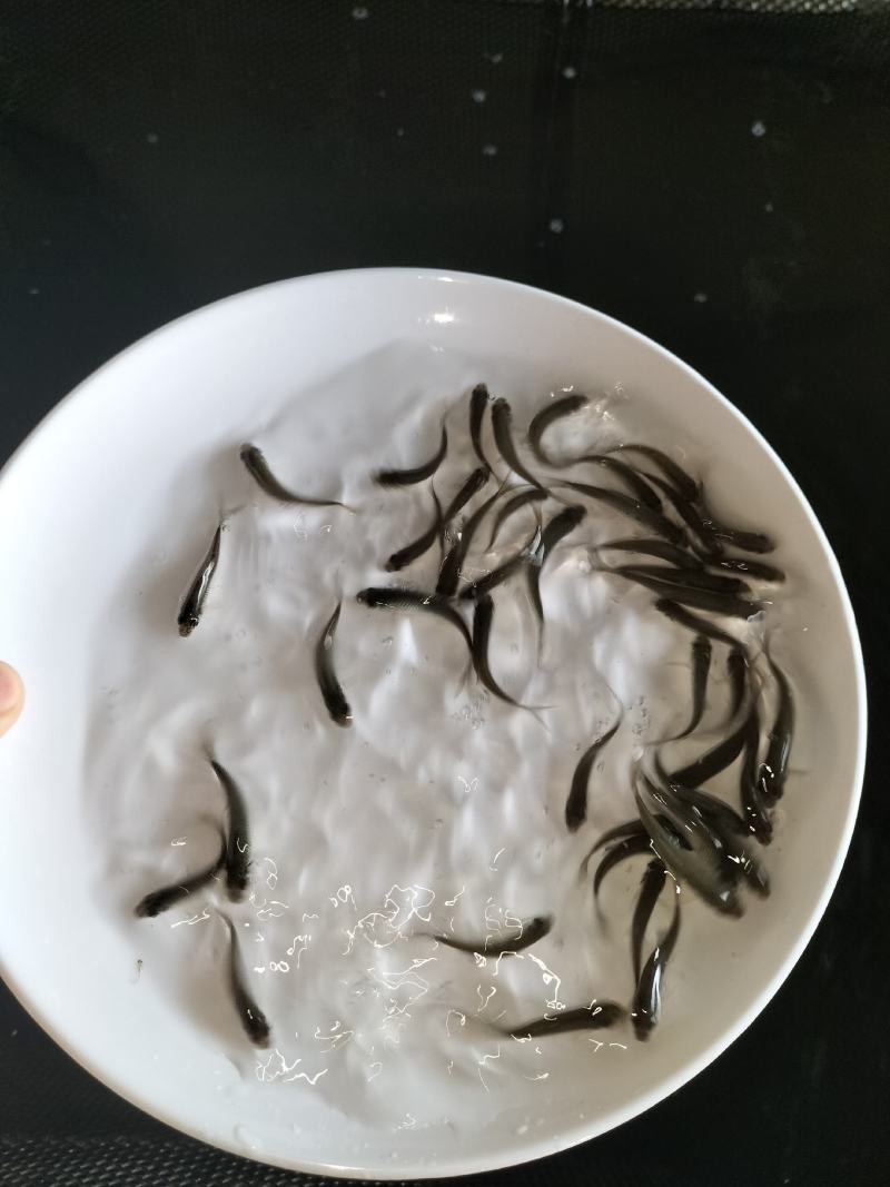 优质淡水鲮鱼苗草鱼苗红鲤鱼苗土鲮鱼苗麦鲮泰鲮鱼苗活体鱼塘