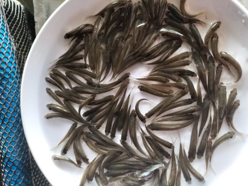 优质淡水鲮鱼苗草鱼苗红鲤鱼苗土鲮鱼苗麦鲮泰鲮鱼苗活体鱼塘